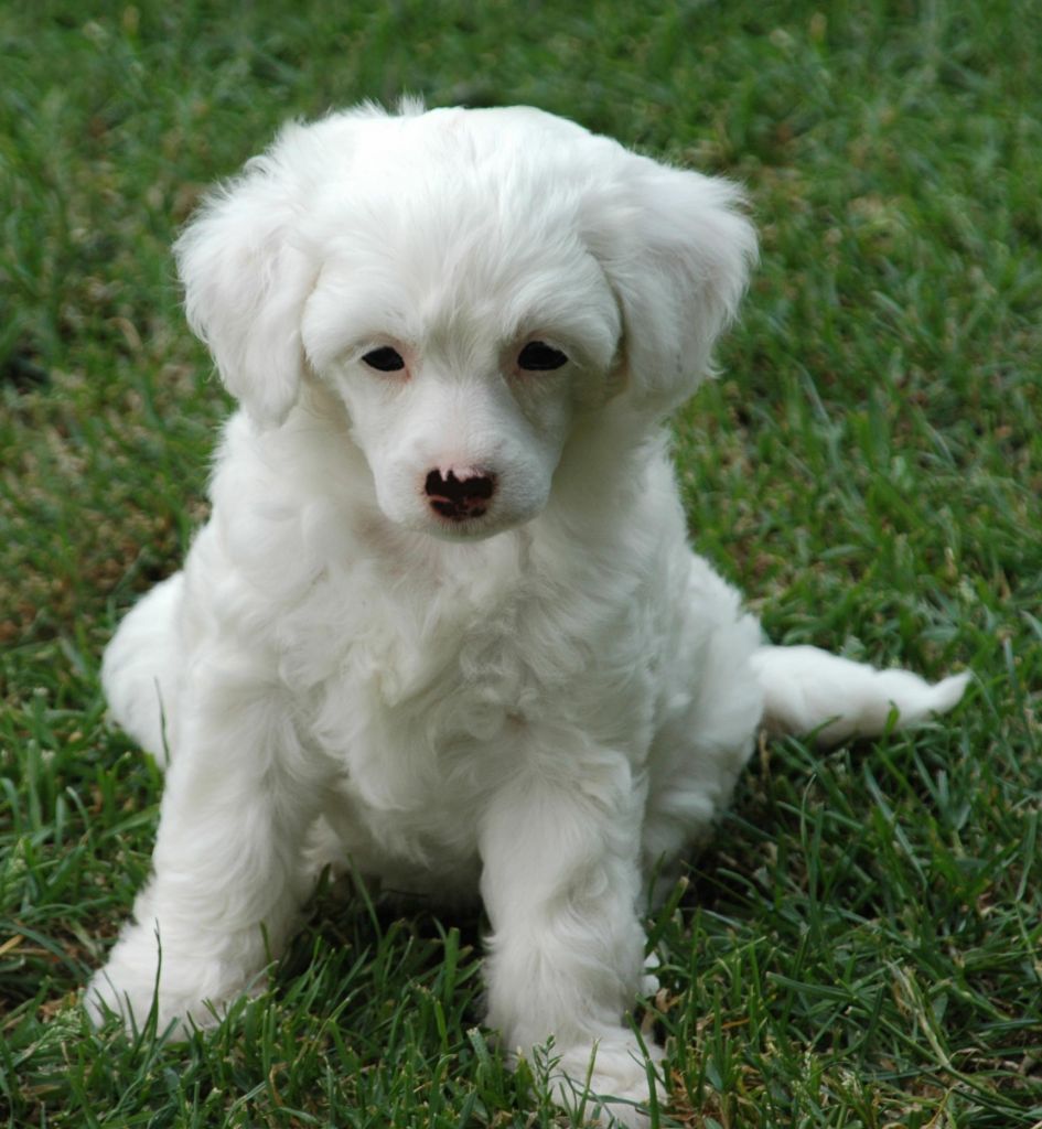 Fluffy Little Champs