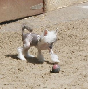 Favori Top Model De Rama