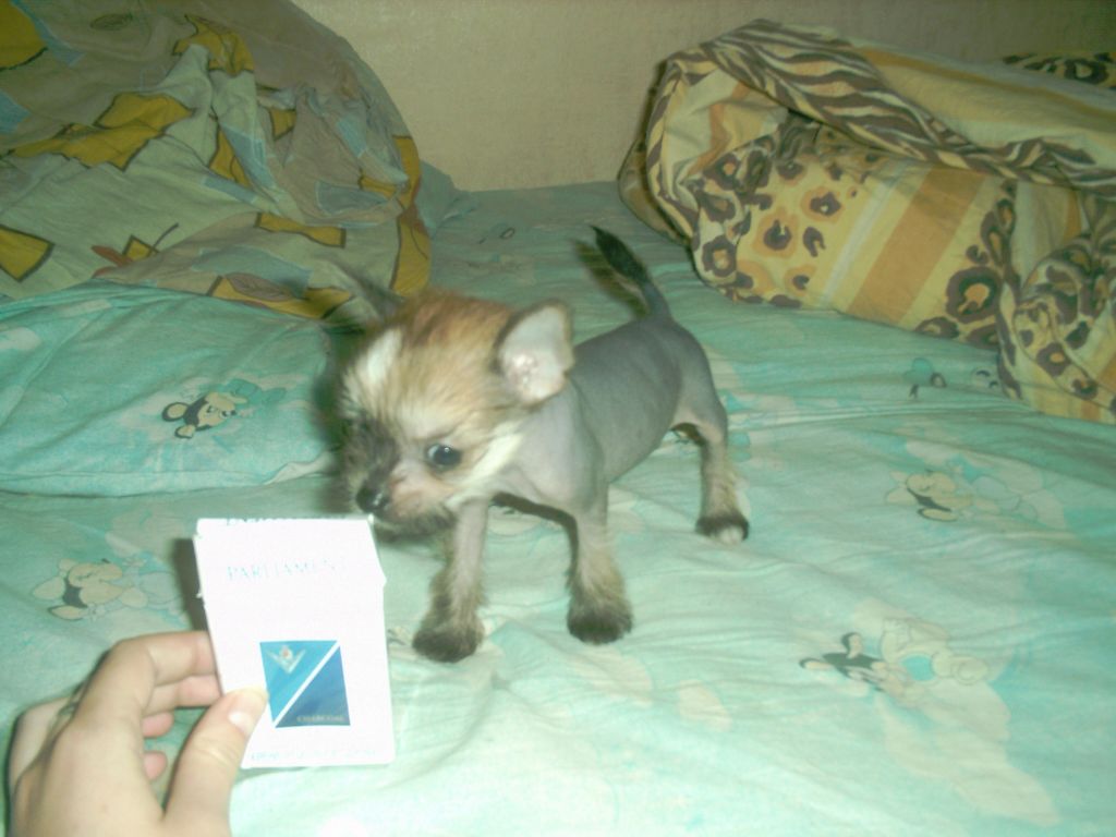 Rus Foreva Amylet Ydachi