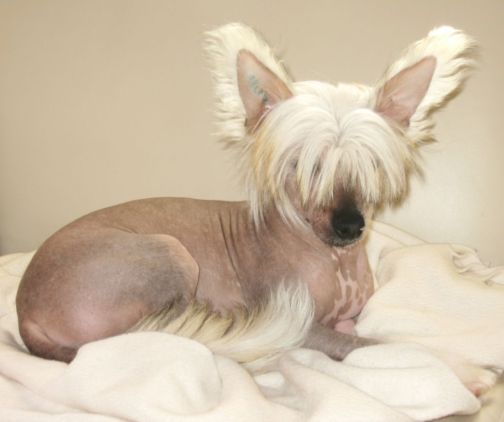 Fergal du Rose Amour