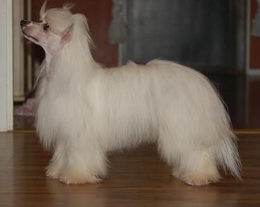 Koynaur's Dashing Dashiki