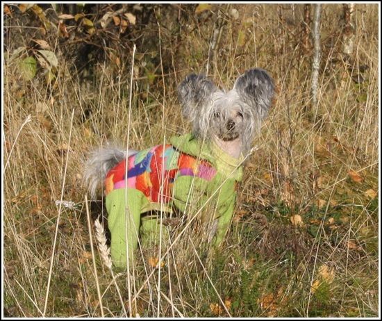 Koynaur's Dee-Licious