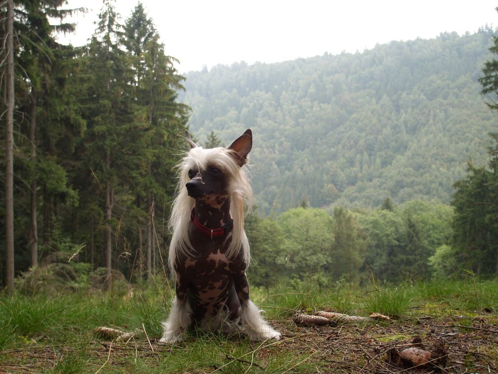 Fee-Bee ze Zatopené Chajdy