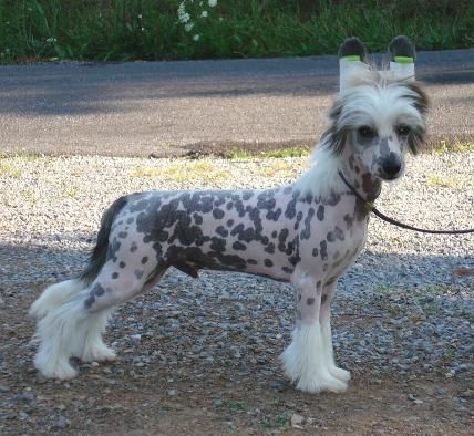 Wickhaven Bring It On Home