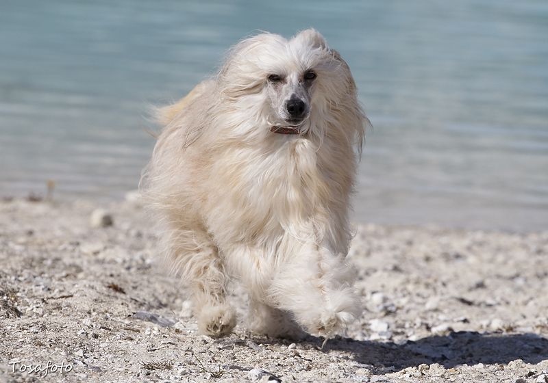 Tournais English Fish N'chips