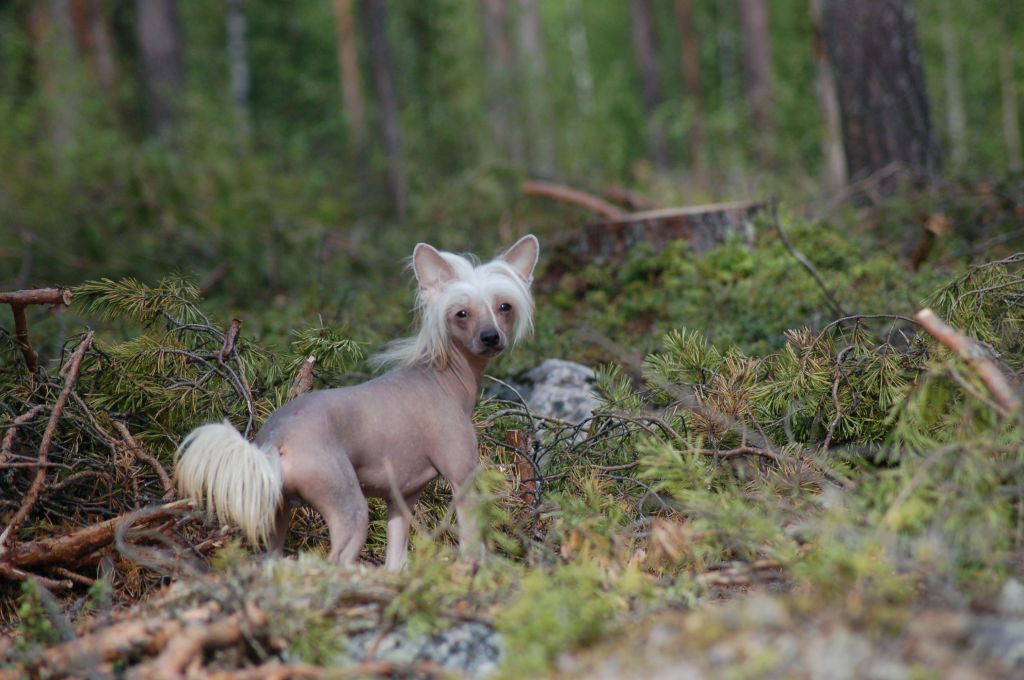 Tournais French Escargot