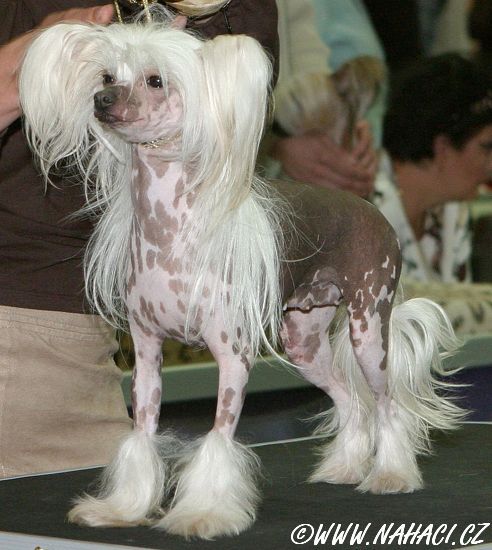 Portinbo's Lille Gunda