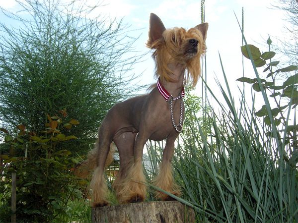 Best Pharaon Eolika Kaprizel