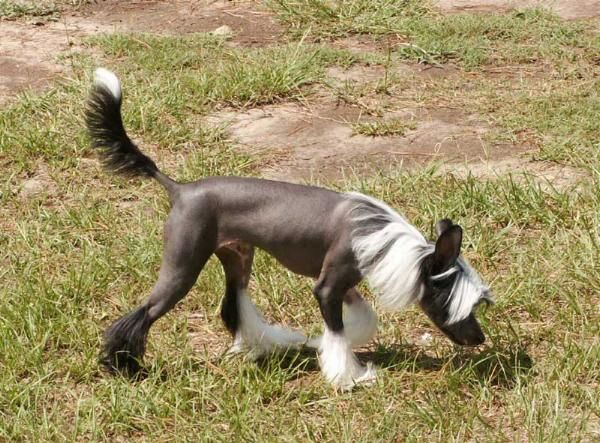 Wickhaven Walk The Line