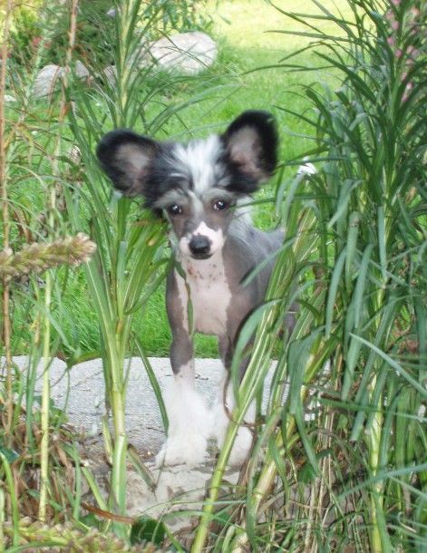 Iolantha Kana Avokaduh