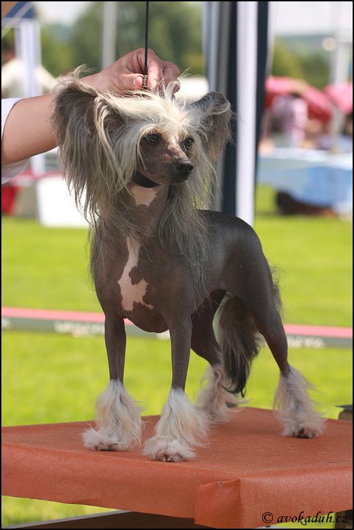 Ishany Kisu Avokaduh