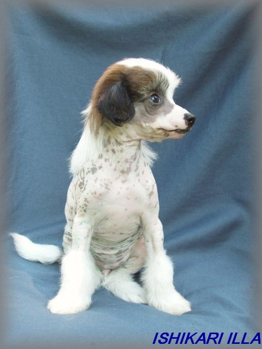 Ishikari Illa Avokaduh