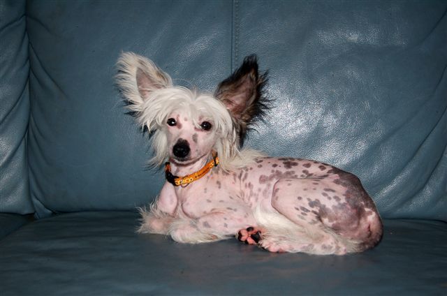 Isumo Taicha Avokaduh