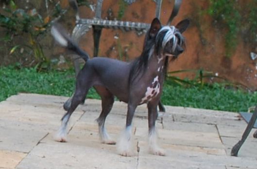 Izanami Hase Avokaduh