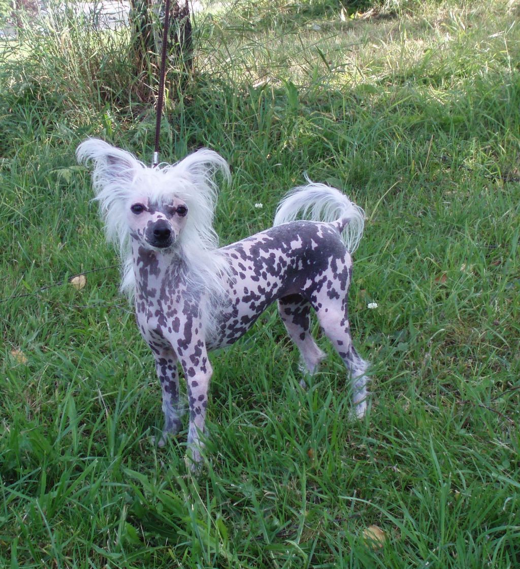 Lovelynne Beauty Trouble