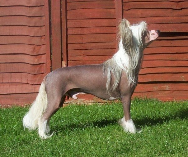 Konishiki All Shook Up