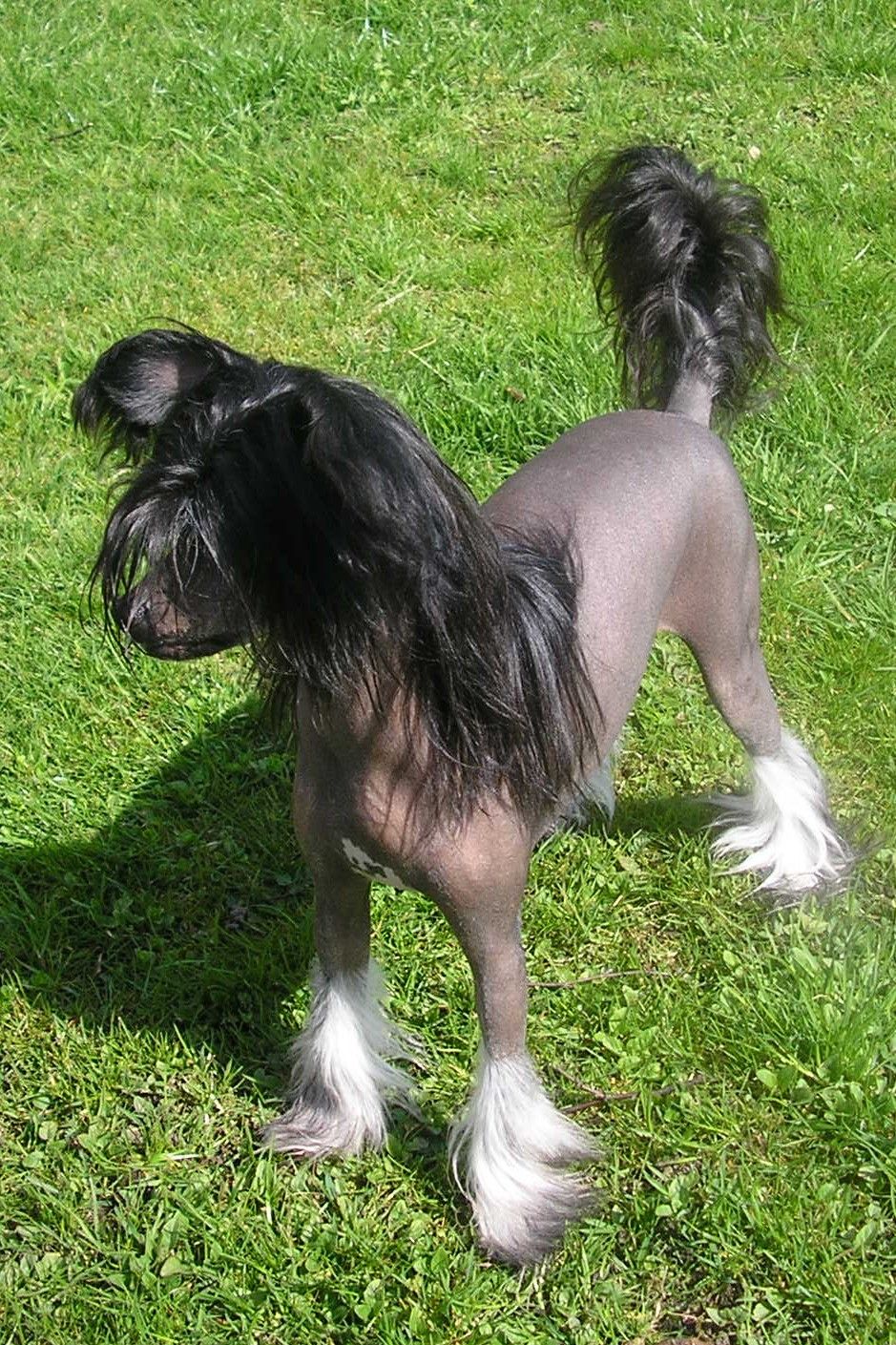 Only The Best My Black Magic Puma