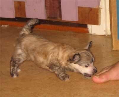 Spirit Of Mantra's Zita