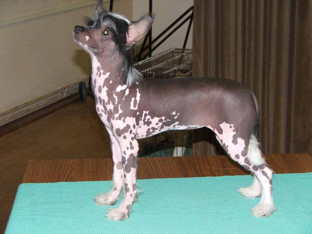 Konishiki Chaos at Sanmarco