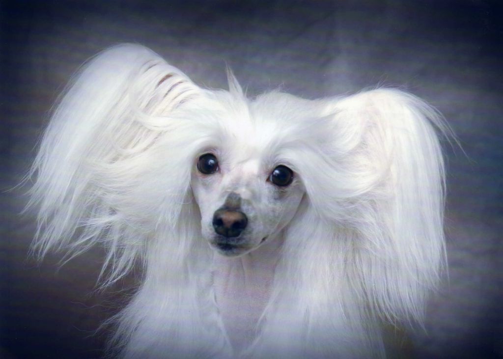 Galchris's Classy Lady