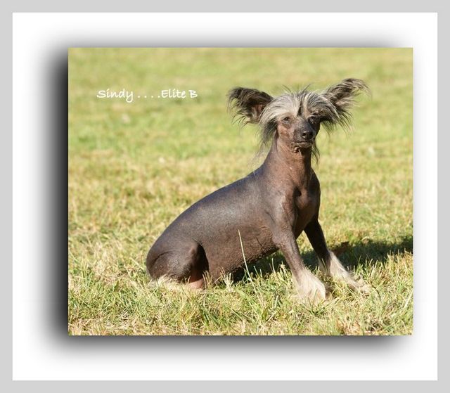 Sindy- Elite B Dam Of Merit