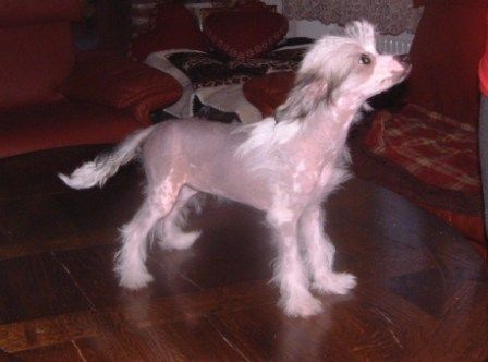 Teufelchen With Ice Age