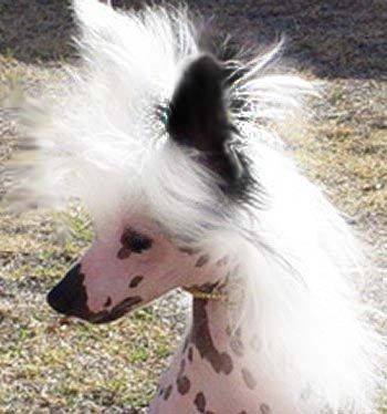 Babylon Brilliant KoKopelli