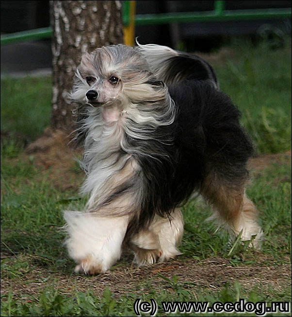 Vivat Sanraiz Only You