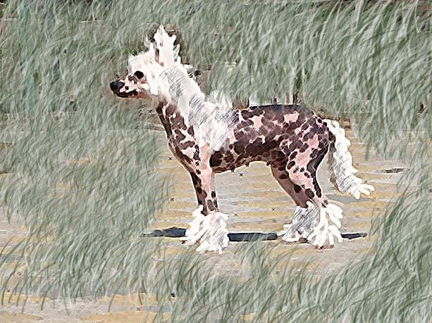 Bi-Lav Plus Gospoja Udacha