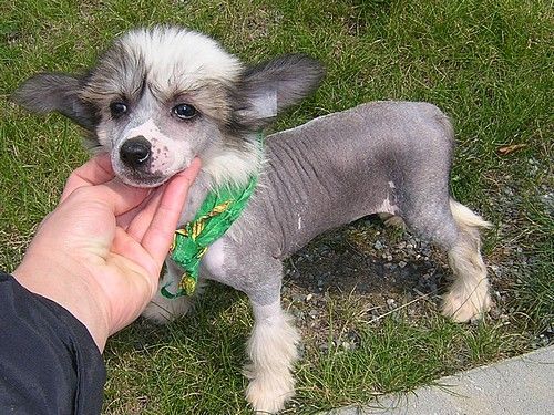 Evelinne Girl Eve-Bler