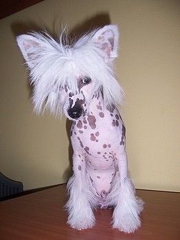 Einstein Extra Eve-Bler