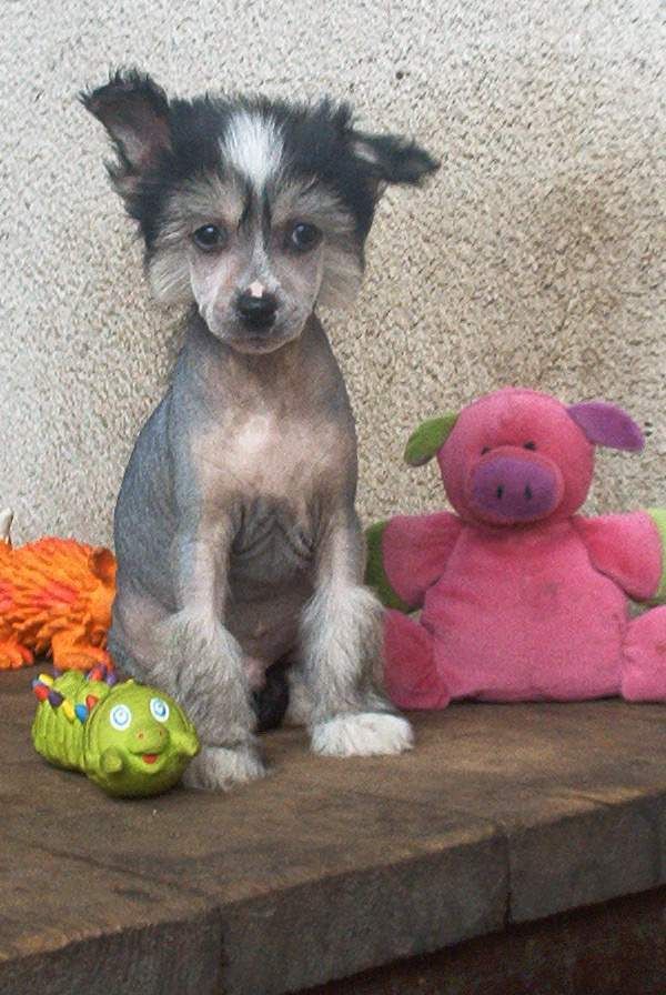 Tippytoes Snake Charmer