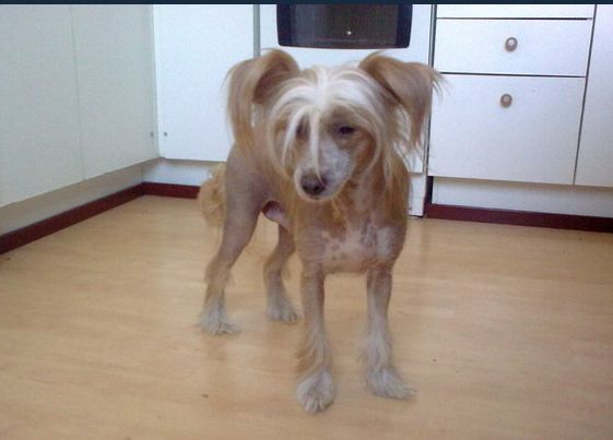 Tippytoes Elle Driver