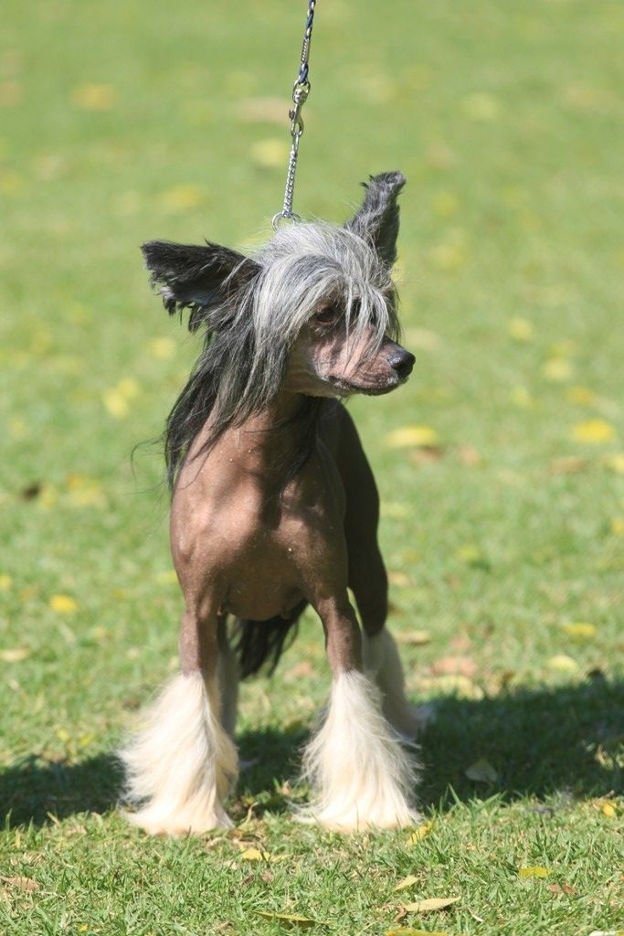 Tippytoes O-Ren Ishii of Aurispa