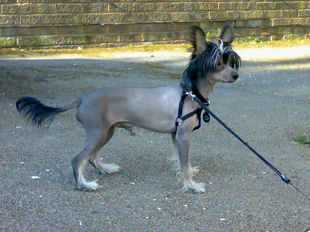 Konishiki Chic Of The Devil