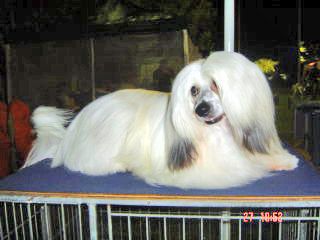 Sherabill Vintage Crop