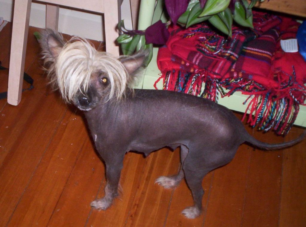 Elora Crest of Pughbear