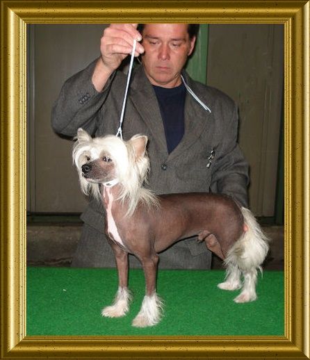 My Longtime Companion Chadwick