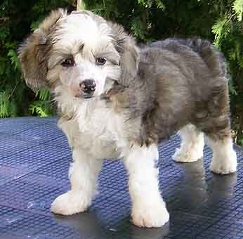 My Longtime Companion Chico