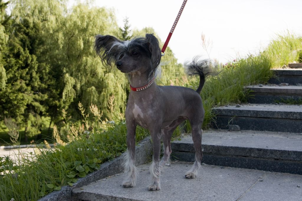 Kredo Festa Heart in Love