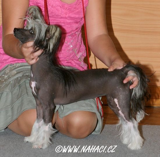 Eureka Daniela's Genus