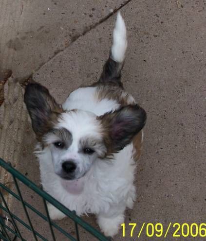 Prajna Promise of Glory