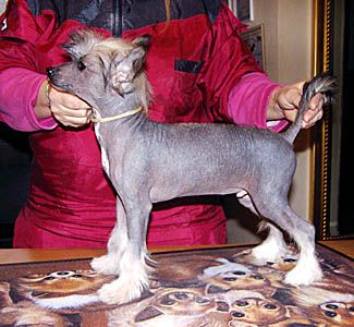 Oriental Jokes Bon Jovi