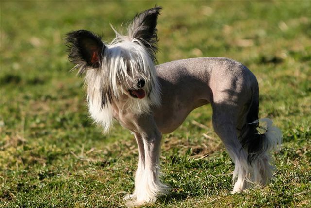 Belette de la fontaine aux maléfices