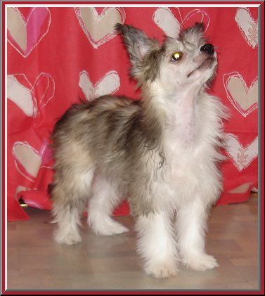 Blue Wing's True Loved Buster