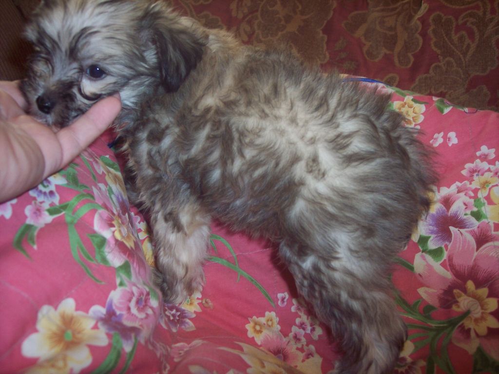 Magnolia Hills Coco's Royal Junior