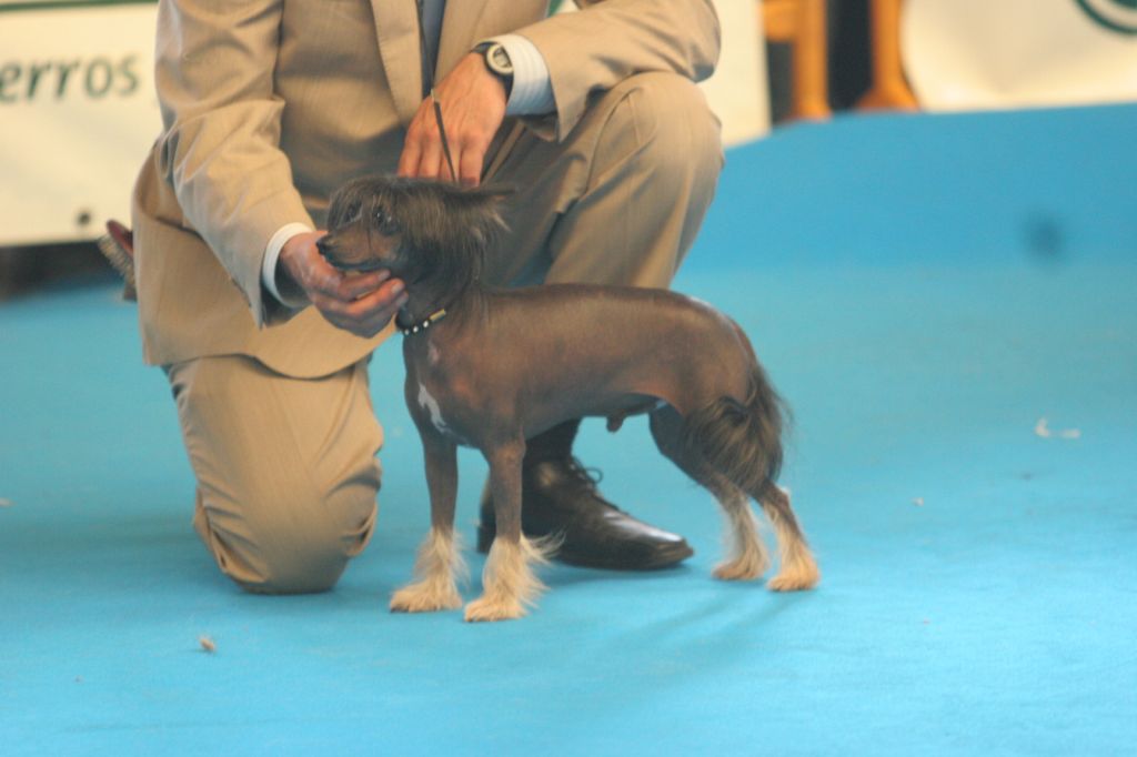 Ch. Razzmatazz Pickpocket