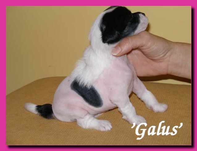 Maxi Power Of Love Galus