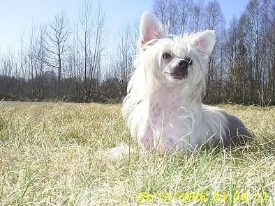 Mewtwo's Arwen The Brawe