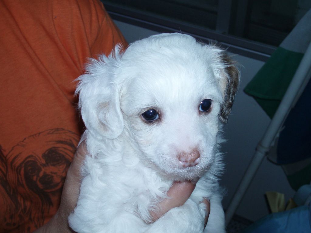 Idanixx Aron Arctic Lord Onyx